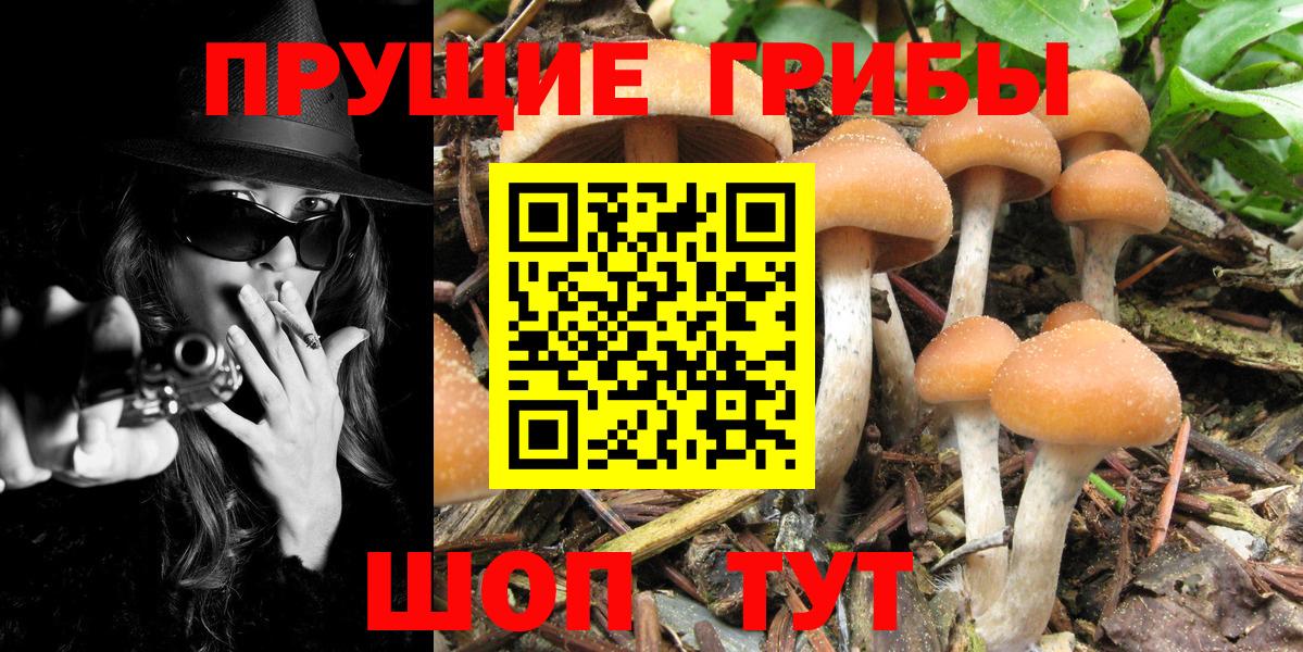 Дивногорск  Псилоцибиновые грибы MAGIC MUSHROOMS  Вход с VPN 